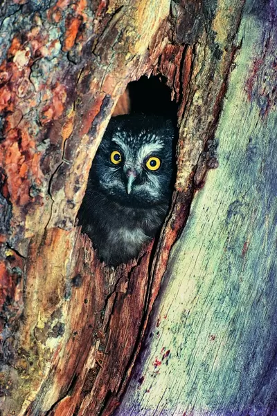 Sed do eiusmod tempor incididunt ut labore et dolore magna aliqua. Ut enim ad minim venia